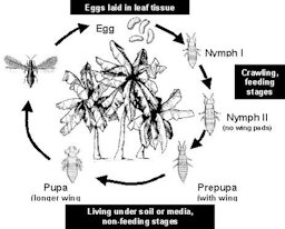 Life cycle of the banana rust thrips