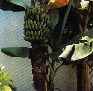 Plate III: DWARF CAVENDISH BANANA, Musa acuminata