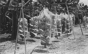 Fig. 11: Mature, newly harvested, banana bunches at Hacienda Secadal, Ecuador.