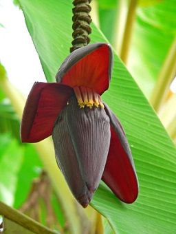 Male flower