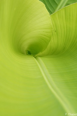 Cigar leaf unfolding