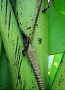 Winged and clasping the pseudostem