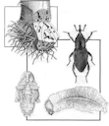 Banana Root Borer Cycle