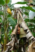 Lightning injury to banana plants at a farm near Hilo, Hawaii