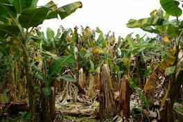 Lightning injury to banana plants at a farm near Hilo, Hawaii