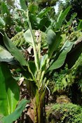 Boron deficiency of banana