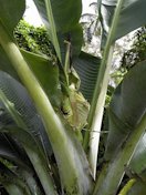 Banana: Boron deficiency