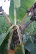 Drooping, collapsed petioles and a whitish colored cigar leaf (the youngest leaf at the top of the plant)