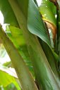 Petiole mottling, a symptom of banana bunchy top