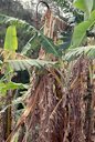 Panama wilt disease of banana