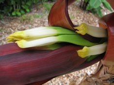 Female flowers