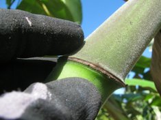 Fuzzy stalk