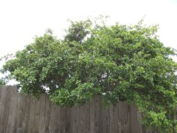 Malpighia emarginata (Acerola, Barbados cherry) Habit at Waikapu, Maui, Hawaii