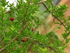 The leaves of this plant are elongated and wavy.