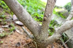 Trunk habit