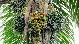 Bastris gasipaes Kunth, ripening fruit