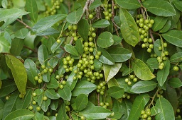 Antidesma bunius, Mt Annan Botanic Gardens, NSW