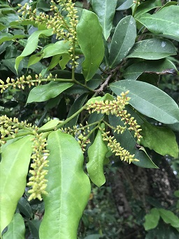 Antidesma bunius Spreng. observed in Hong Kong