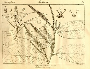 Antidesma bunius (L.) Sprengel