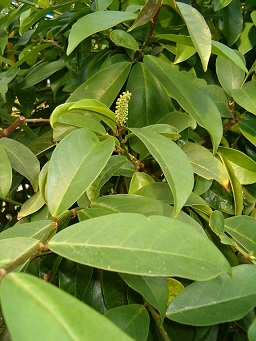 Antidesma bunius, Leaves and Fruits, Botanical Gardens Berlin