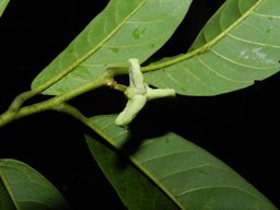 Rollinia mucosa (Jacq.) Baill.