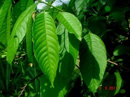 Leaf habit