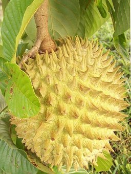 Fruto de la comumente conocida Guanacona