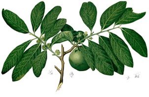 Diospyros digyna (syn. D. nigra)