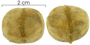 Rosenbergiodendron formosum seed-wet