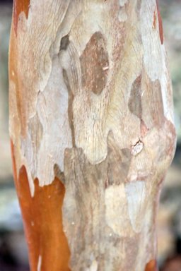 The attractive bark