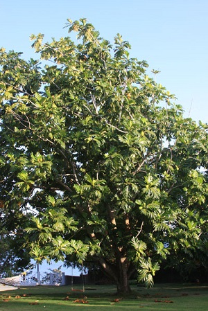 Breadfruit Tree