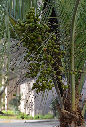 Butia odorata immature fruit