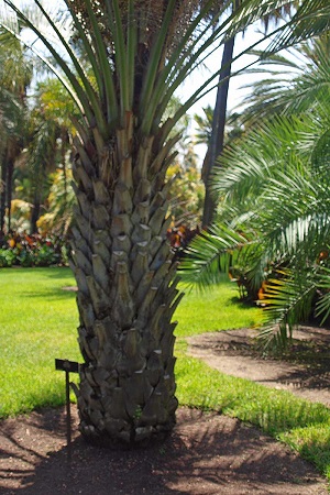 Butia odorata with persistent leaf bases