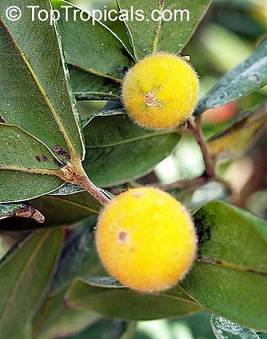 Fruit and leaves