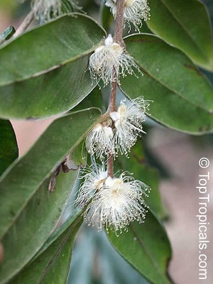 Flower habit