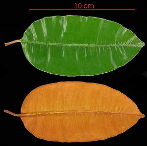 Leaf