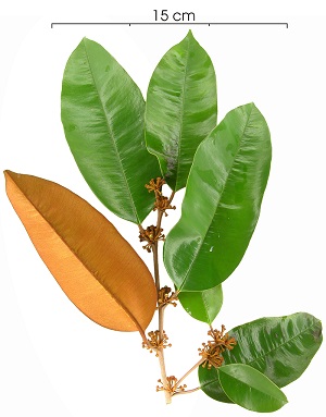 Flower, buds and leaves