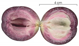 fruit Sectioned