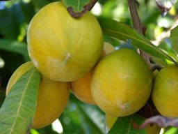 Pouteria campechiana (Eggfruit, canistel). Fruit. Hoolawa Farms Haiku, Maui, Hawaii