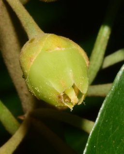 Canistel Pouteria campechiana, La Huerta, Jal., Mexico