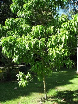 Pouteria campechiana (Eggfruit, canistel) Habit. Kahanu Gardens NTBG Kaeleku Hana, Maui, Hawaii