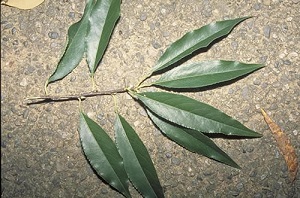 Mexican Bird Cherry, Prunus salicifolia leaves