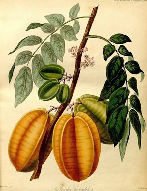 Averrhoa carambola L.