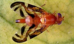 Adult female Caribbean fruit fly, Anastrepha suspensa (Loew)