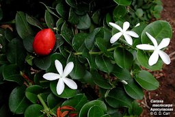 Fruit, flower and leaves