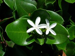 Carissa macrocarpa (Natal plum). Flowers and leaves. Kahului Airport, Maui, Hawaii