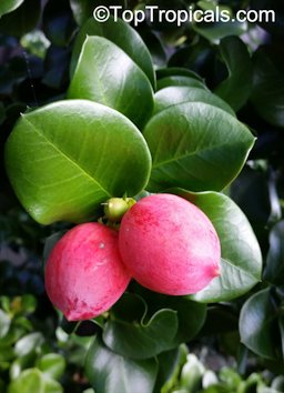 Fruit and leaves