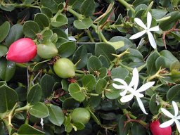 Carissa macrocarpa (fruit and flowers). Location: Maui, Kahului