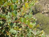 Ceratonia siliqua, Santa Helada, Comunitat Valenciana, España