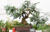 Algarrobo. Bonsai, Jardín Museo del Bonsai de Almuñécar. Algarrobo con flor y fruto.